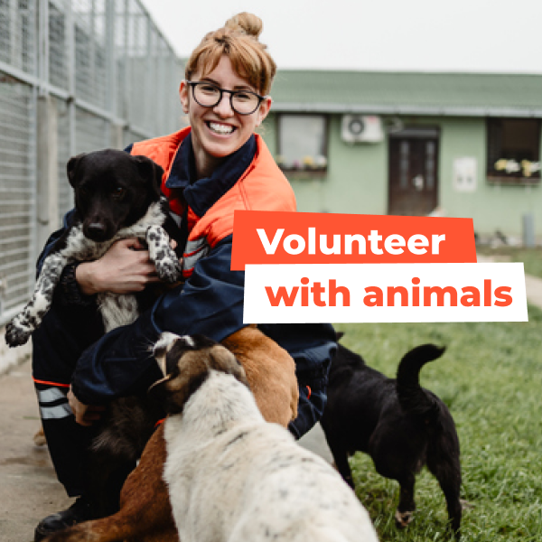 volunteer opportunities walnut creek Frame-1